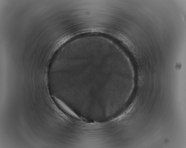 X0000097630977200803281056