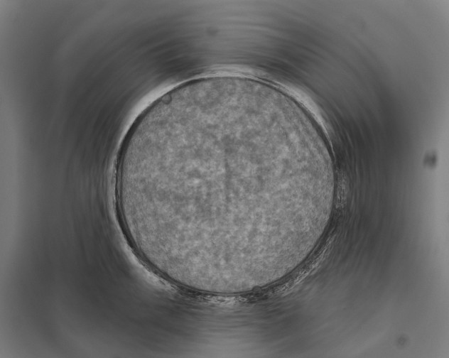 X0000097631003200803281055