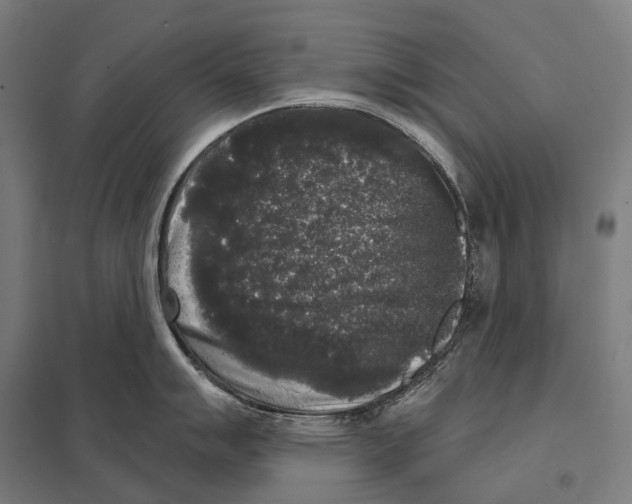 X0000097631007200803281055