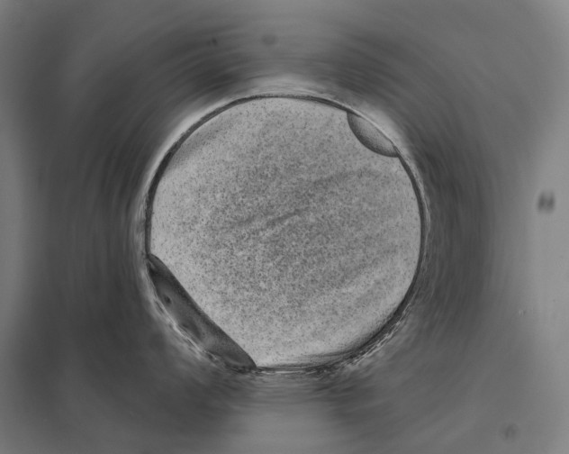 X0000097631008200803281055