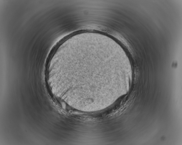 X0000097631020200803281055