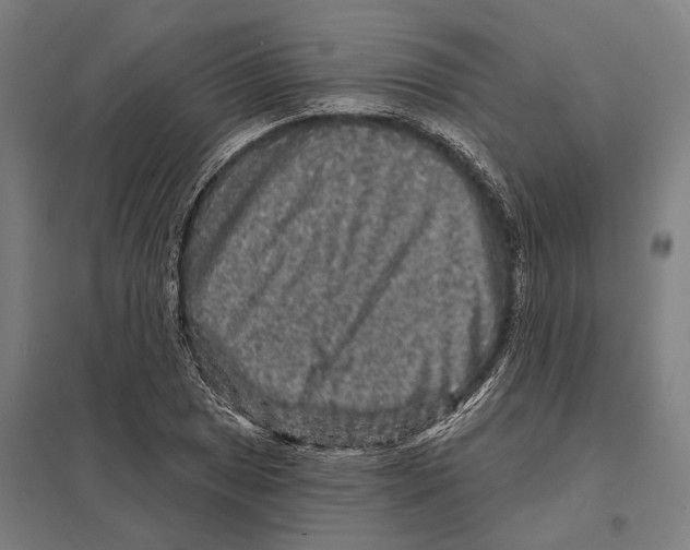 X0000097631025200803281055