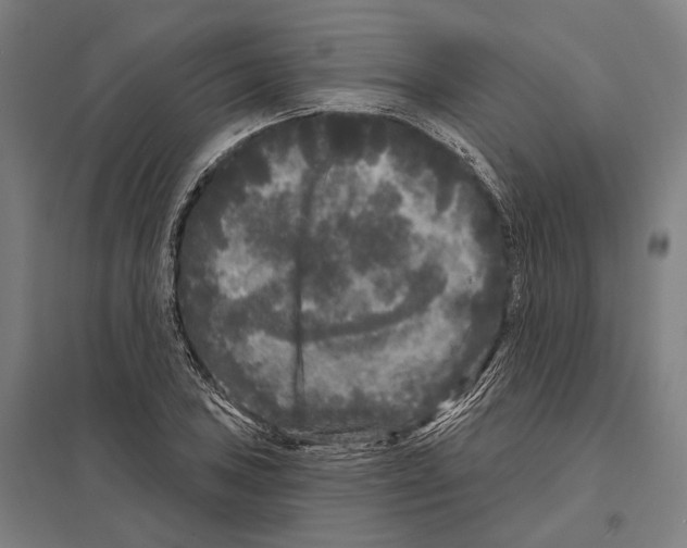 X0000097631027200803281055