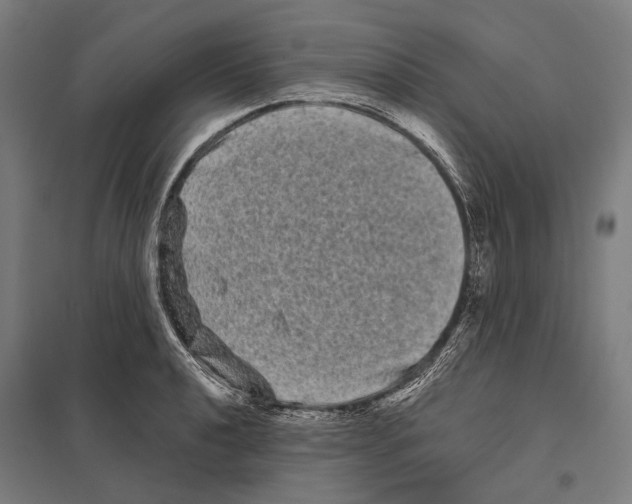 X0000097631040200803281055