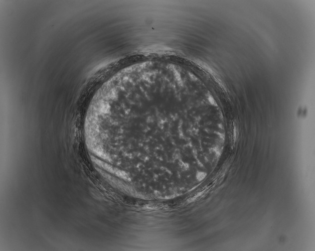 X0000097631063200803281054