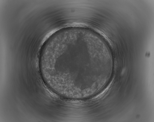 X0000097631066200803281054