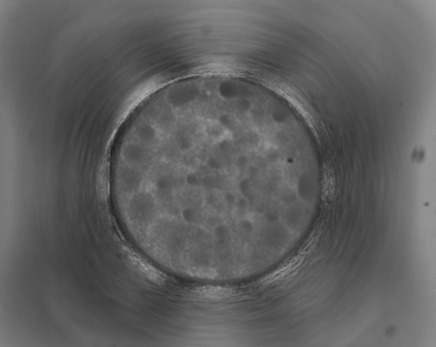 X0000097631075200803281054