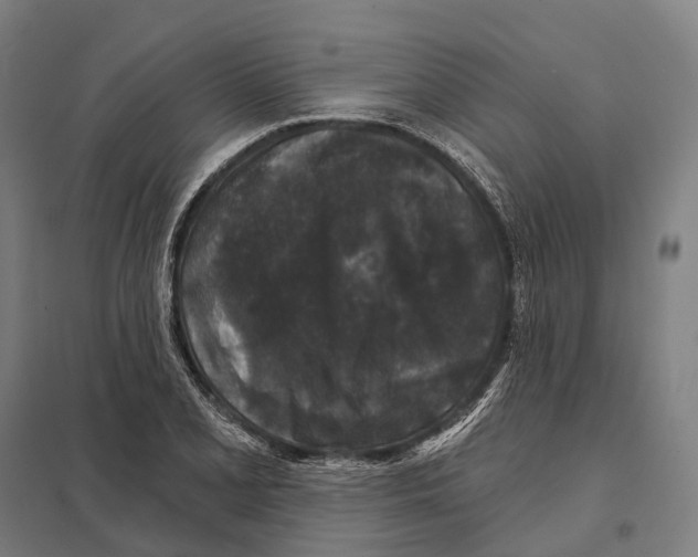 X0000097631077200803281054
