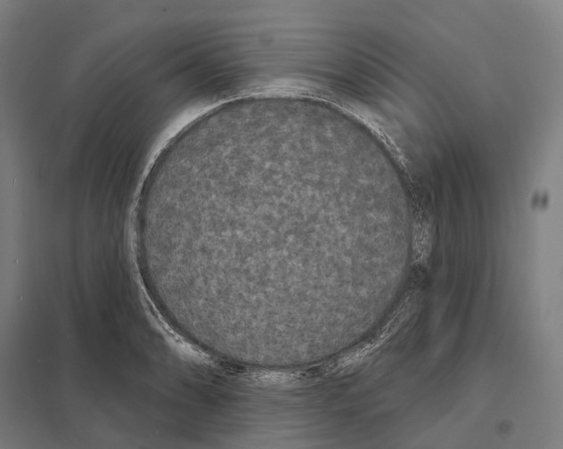 X0000097631086200803281054