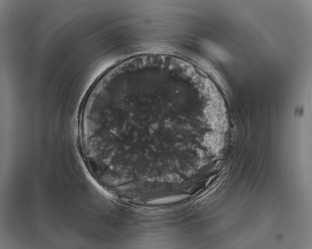 X0000097631095200803281054