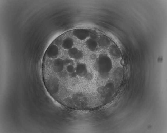 X0000097631103200803281054