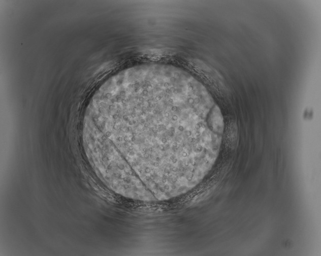 X0000097631105200803281053