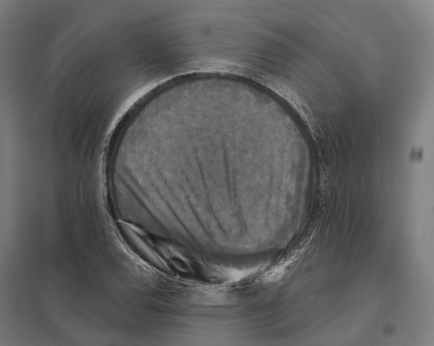 X0000097631120200803281053