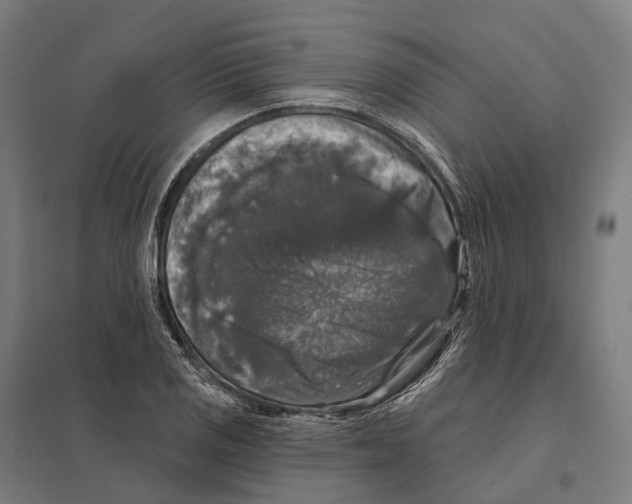 X0000097631125200803281053