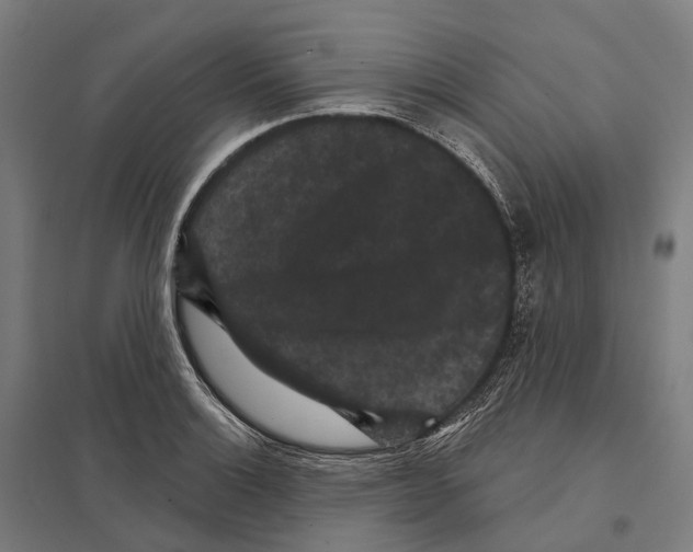 X0000097631132200803281053