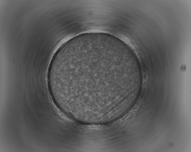X0000097631181200803281052