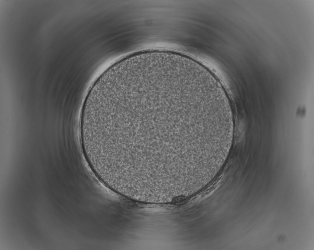 X0000097631199200803281052