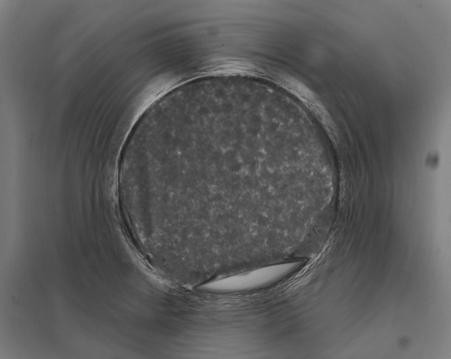 X0000097631234200803281052