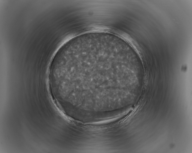 X0000097631235200803281052