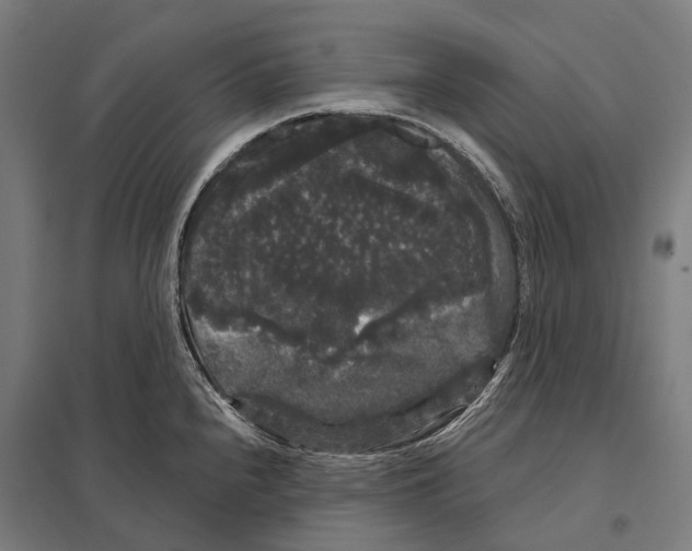X0000097631240200803281052