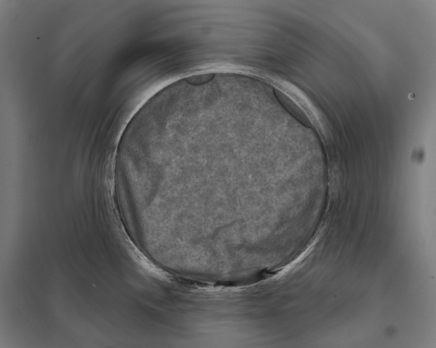 X0000097631244200803281052