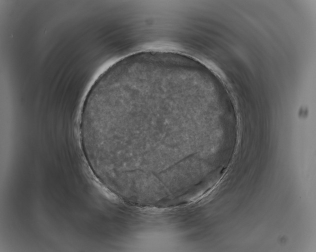 X0000097631248200803281052