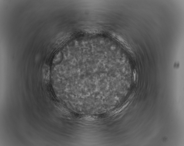 X0000097631251200803281051