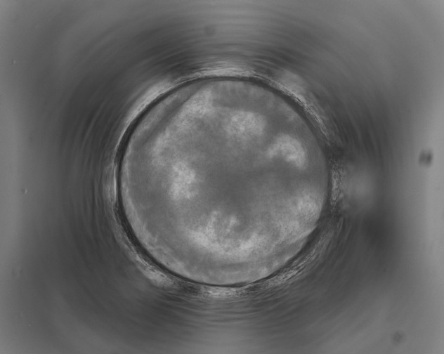 X0000097631274200803281051