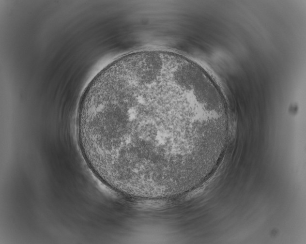 X0000097631294200803281051
