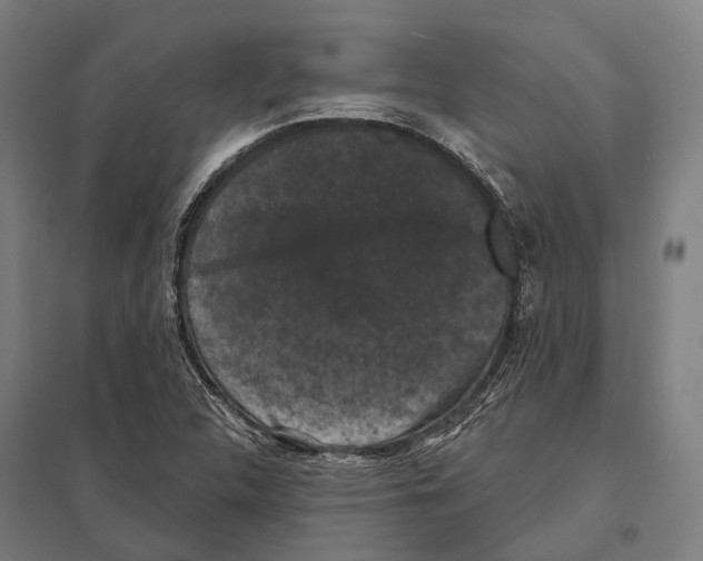 X0000097631312200803281050