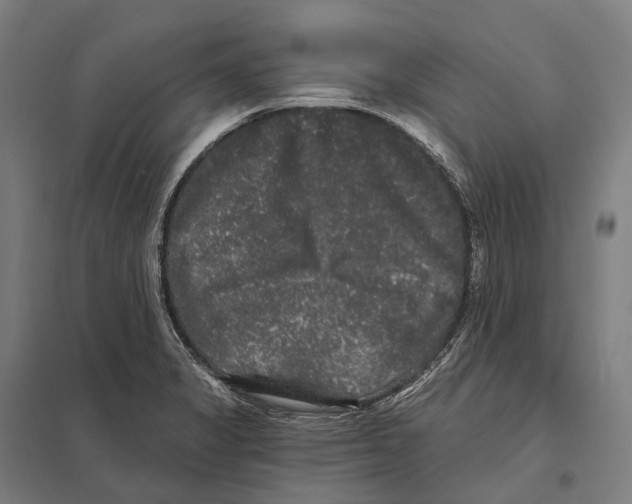 X0000097631325200803281050