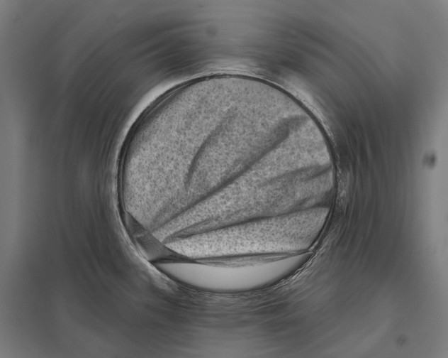 X0000097631339200803281050