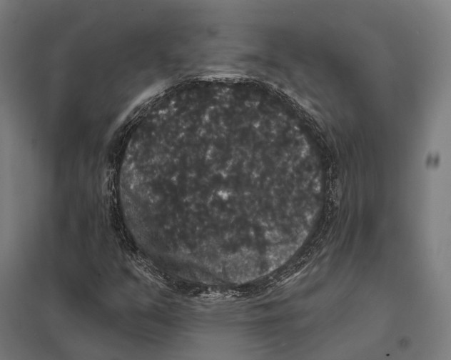 X0000097631351200803281050