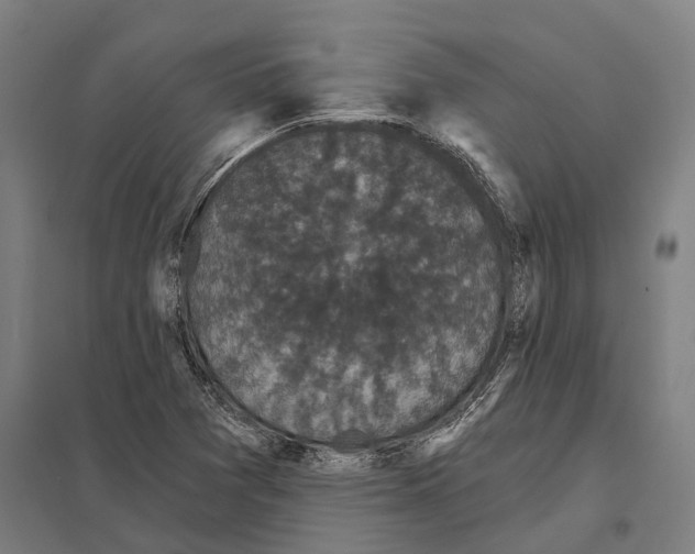 X0000097631361200803281050