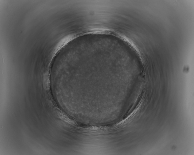 X0000097631362200803281050