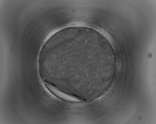 X0000097631382200803281049