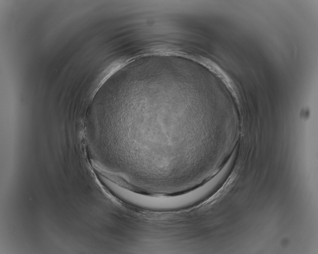 X0000097631385200803281049