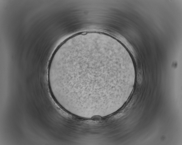 X0000097631388200803281049