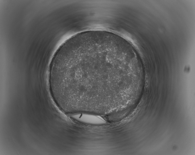 X0000097631424200803281049