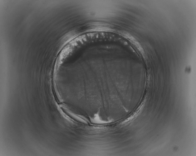 X0000097631425200803281049