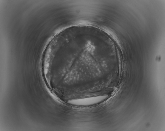 X0000097631429200803281049
