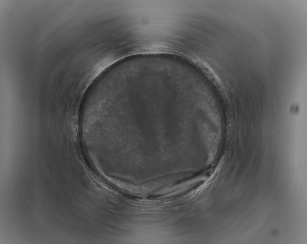 X0000097631457200803281048