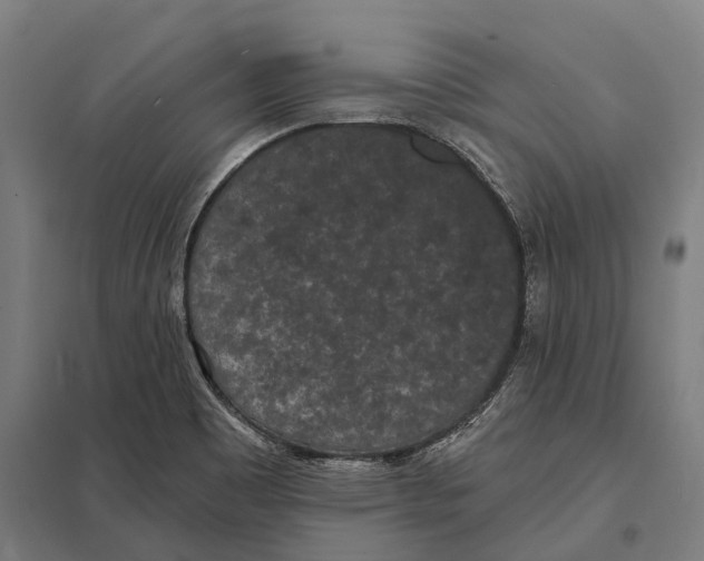 X0000097631465200803281048