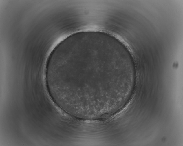 X0000097631469200803281048