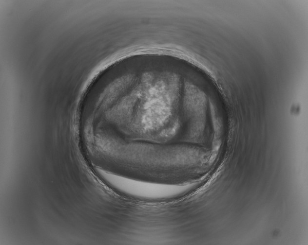 X0000097631506200803281047