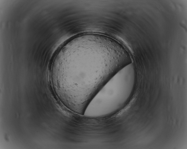 X0000097641125200802290816