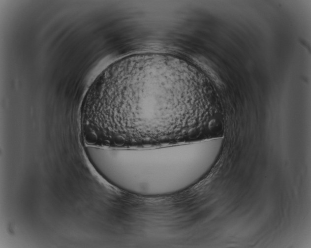X0000097641479200802290810