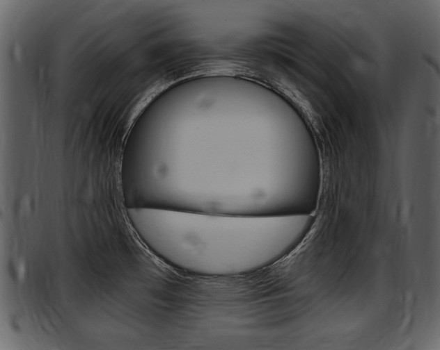 X0000097641481200802290810