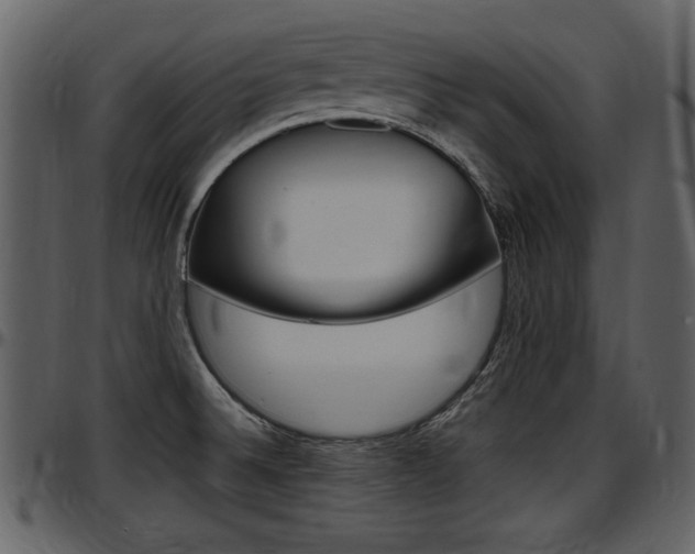 X0000097641524200802290810