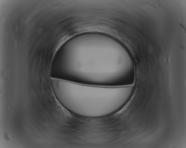 X0000097641529200802290810